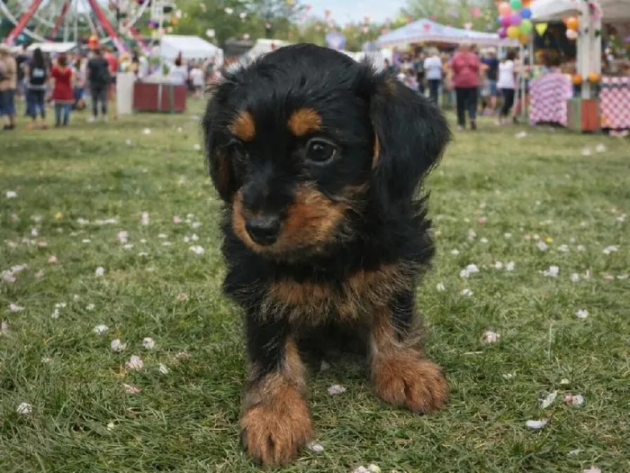 Female Dorkie Puppy for Sale in Winchester, VA