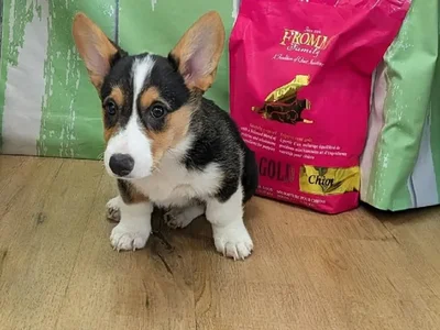 Female Pembroke Welsh Corgi Puppy for Sale in Harrisonburg, VA