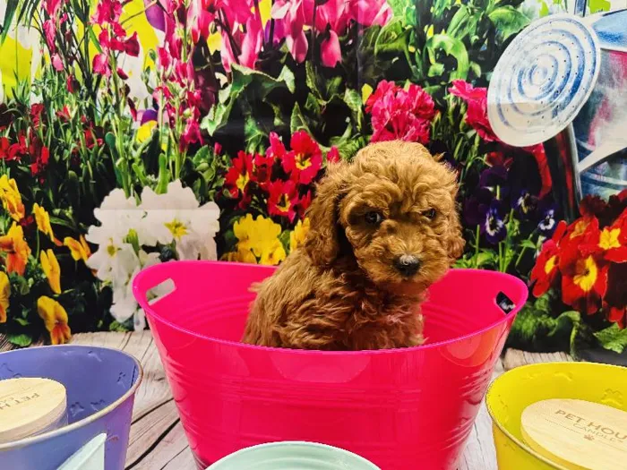 Male Mini Poodle Puppy for Sale in Winchester, VA