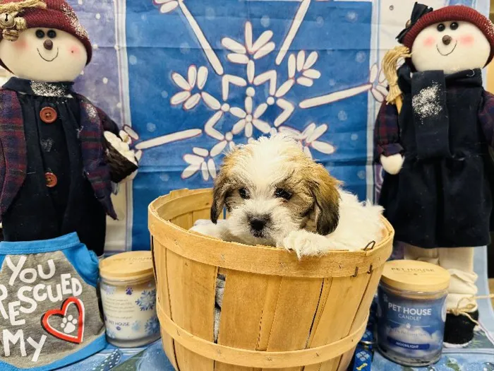 Male Shipoo Puppy for Sale in Winchester, VA