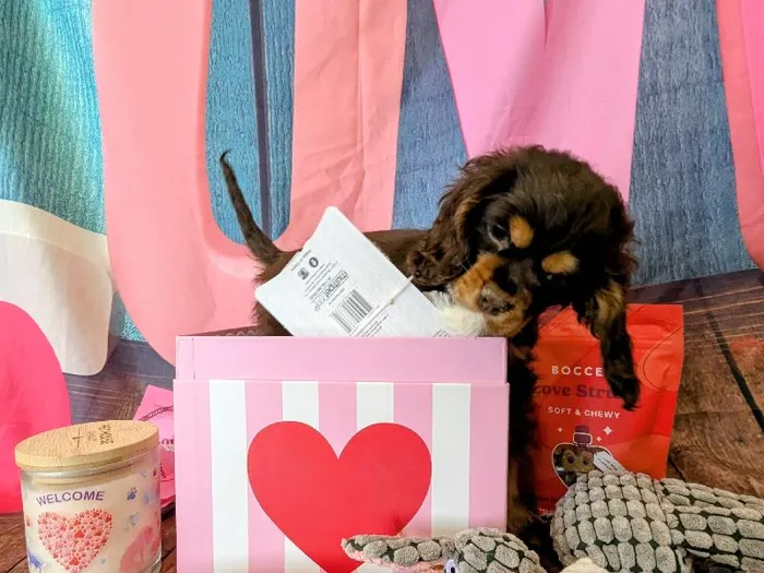 Female Cocker Spaniel Puppy for Sale in Winchester, VA