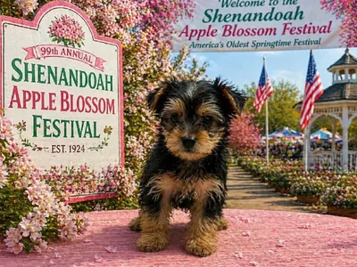 Female Yorkie Puppy for Sale in Winchester, VA