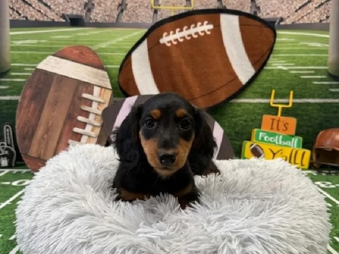 Male Standard Dachshund puppy named George for sale at Puppy City Harrisonburg.