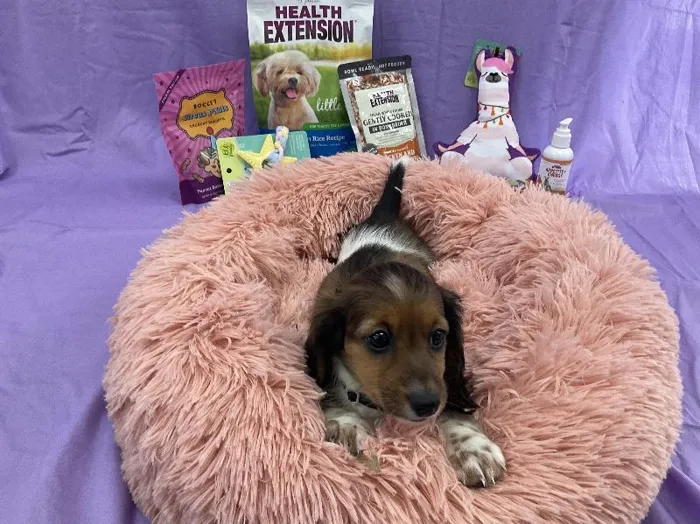 Female Mini Dachshund puppy named Charlotte for sale at Puppy City Winchester.