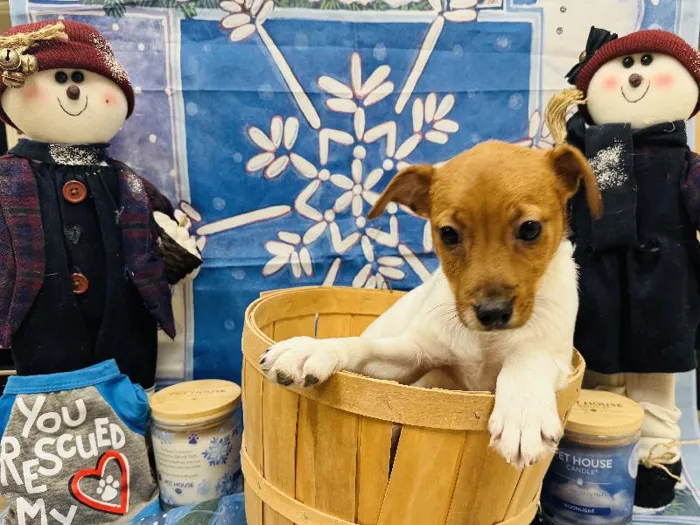 Male Jack Russell Terrier Puppy for Sale in Winchester, VA