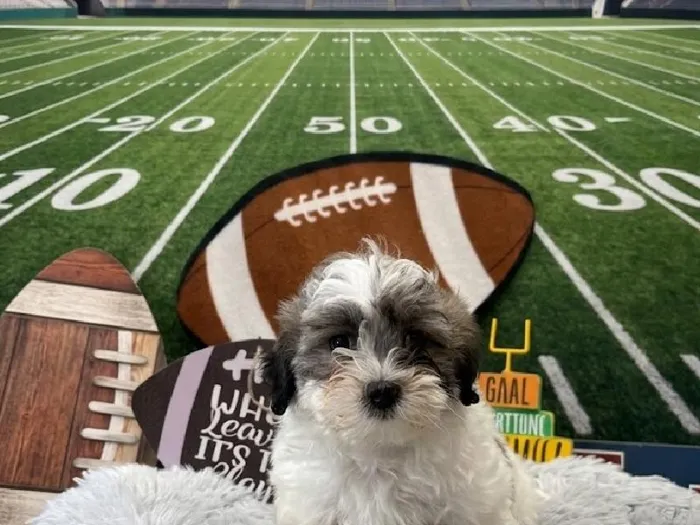 Male Bichon-Poo puppy named Johnnie for sale at Puppy City Harrisonburg.