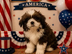 Male Shih Tzu puppy named Snoop for sale at Puppy City Winchester.