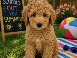 Male Bichon Poo puppy named Franklin for sale at Puppy City Harrisonburg.