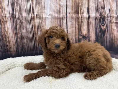 Female 2Nd Generation Mini Goldendoodle puppy named Daisy for sale at Puppy City Winchester.