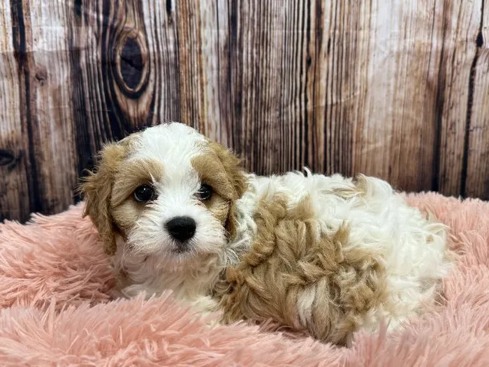 Female Cavachon puppy named Mabel for sale at Puppy City Winchester.