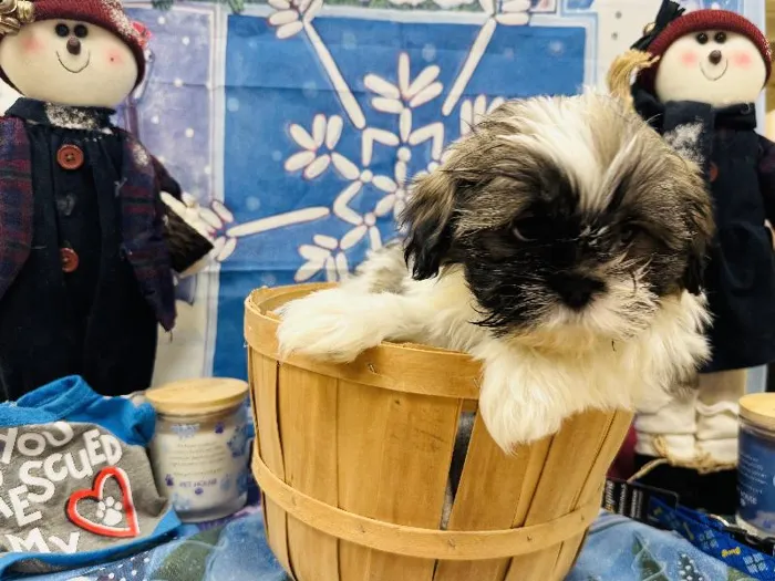 Male Shih Tzu Puppy for Sale in Winchester, VA