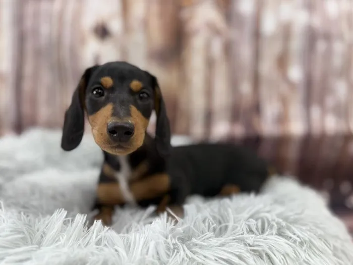 Male Standard Dachshund puppy named Bronx for sale at Puppy City Winchester.