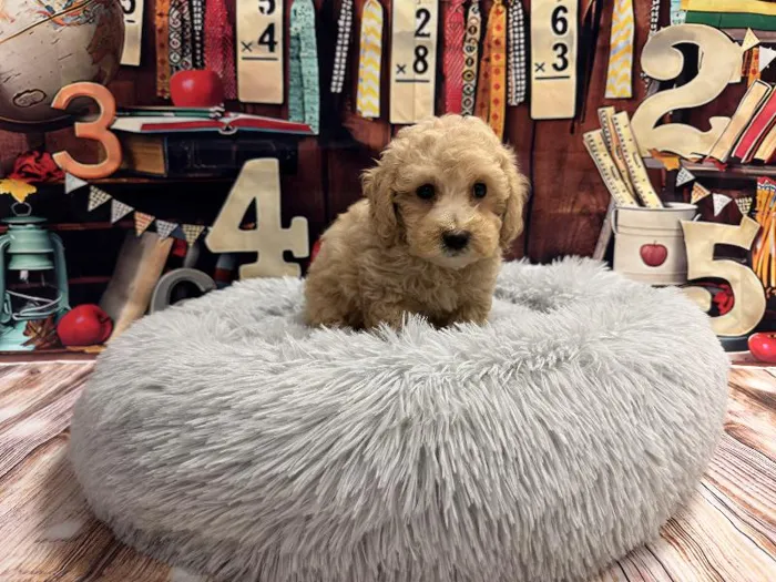 Female Bichon-Poo puppy named Alora for sale at Puppy City Winchester.