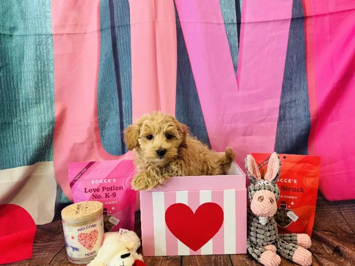 Male Maltipoo Puppy for Sale in Winchester, VA