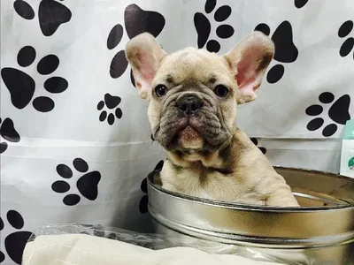 Male French Bulldog Puppy for Sale in Winchester, VA