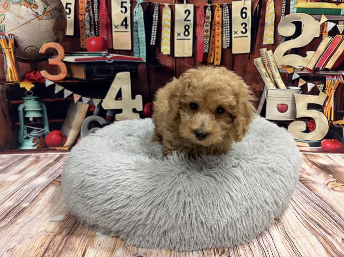 Male Bichon-Poo puppy named Harvey for sale at Puppy City Winchester.