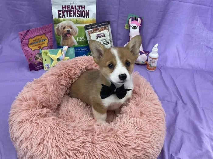Female Pembroke Welsh Corgi puppy named Beth for sale at Puppy City Winchester.