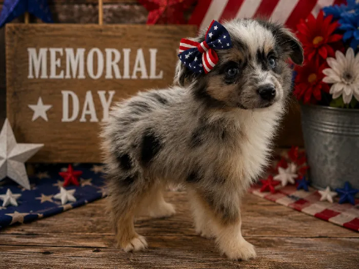 Female Miniature Australian Shepherd Puppy for Sale in Winchester, VA