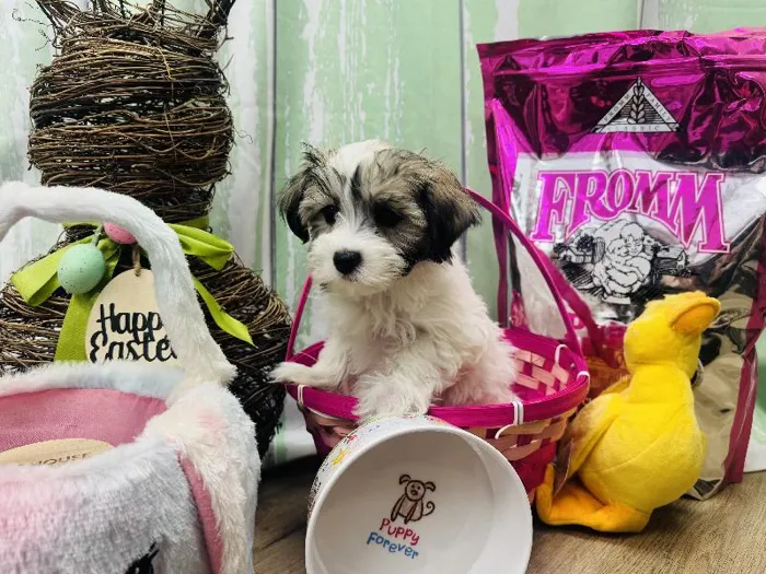Female Havamalt Puppy for Sale in Winchester, VA