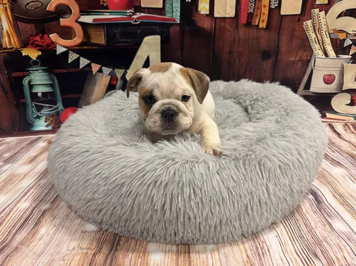 Male English Bulldog puppy named Robert for sale at Puppy City Winchester.