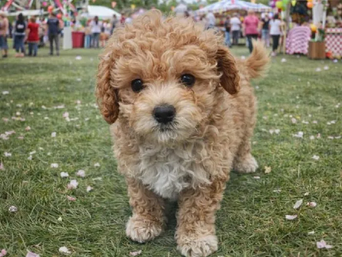 Female Bichon Poo Puppy for Sale in Winchester, VA