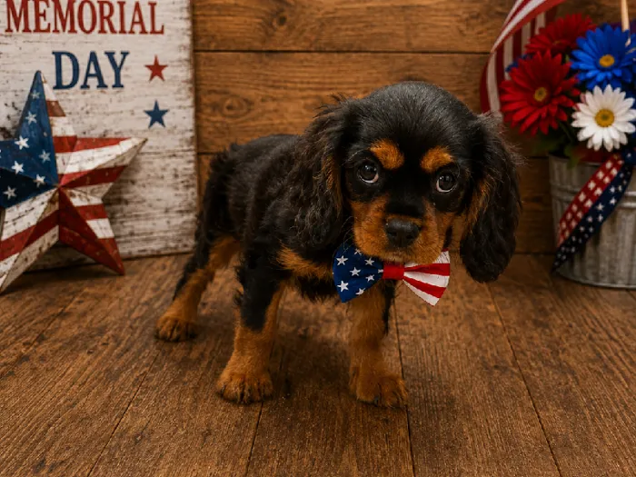 Male Cavalier King Charles Spaniel Puppy for Sale in Winchester, VA