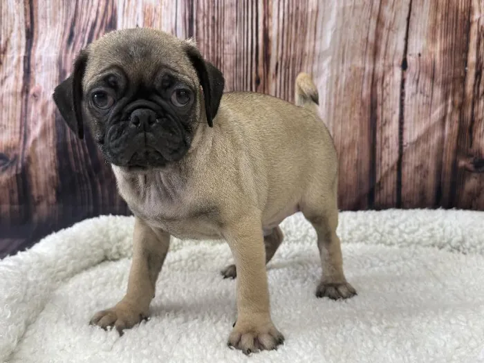 Male Pug puppy named Baxter for sale at Puppy City Winchester.