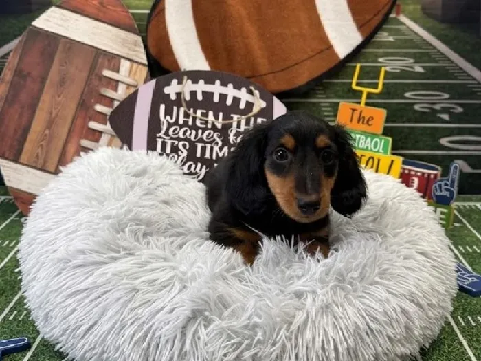 Male Standard Dachshund puppy named Tony for sale at Puppy City Harrisonburg.