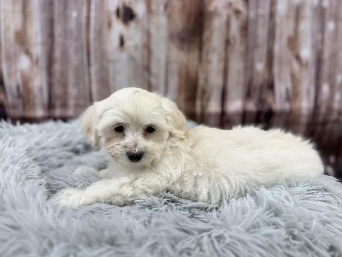 Male Maltipoo puppy named Finn for sale at Puppy City Winchester.