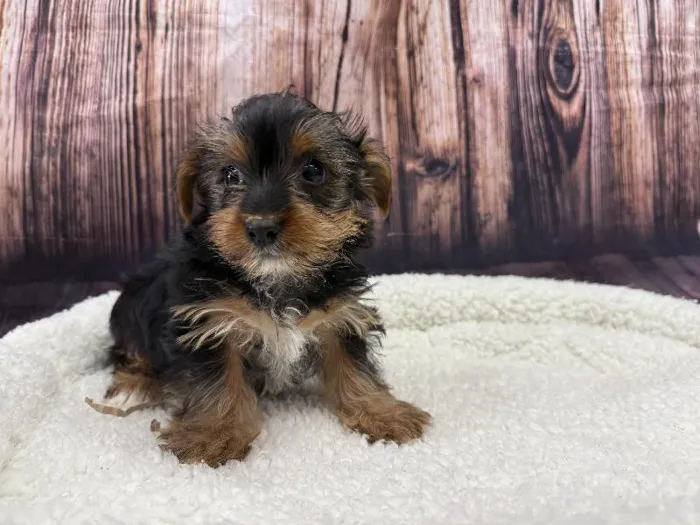 Male Yorkie puppy named Achilles for sale at Puppy City Winchester.