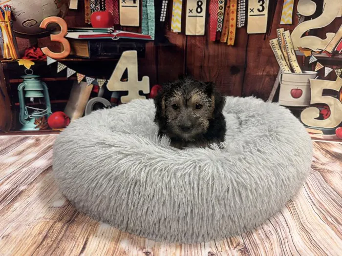 Male Morkie puppy named Dewey for sale at Puppy City Winchester.