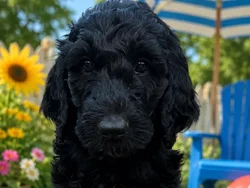 Male Aussiedoodle puppy named Ricky for sale at Puppy City Harrisonburg.