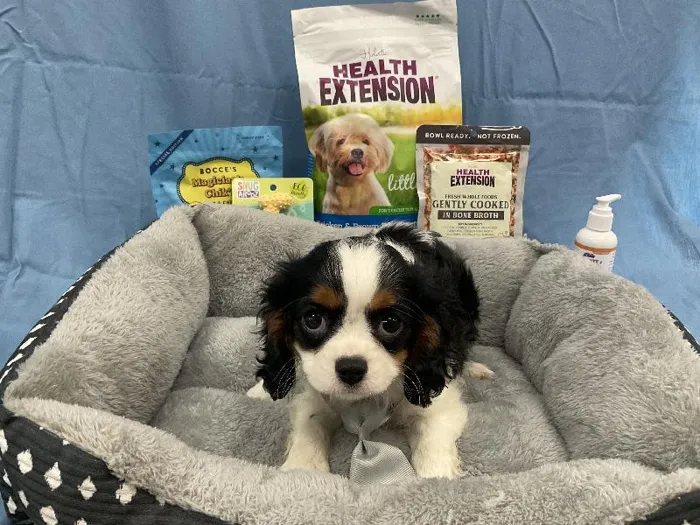 Male Cavalier King Charles Spaniel puppy named James for sale at Puppy City Winchester.