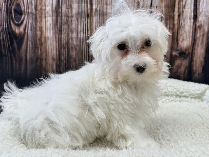 Male Maltese puppy named Fregley for sale at Puppy City Winchester.