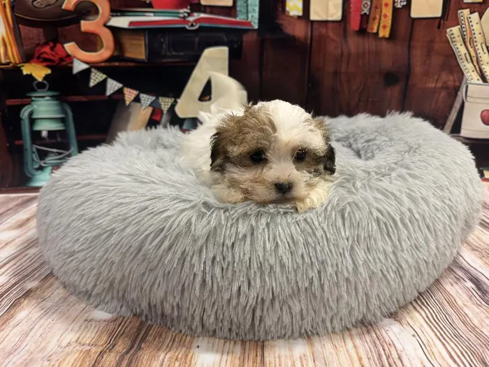 Female Teddy Bear puppy named Caitlin for sale at Puppy City Winchester.
