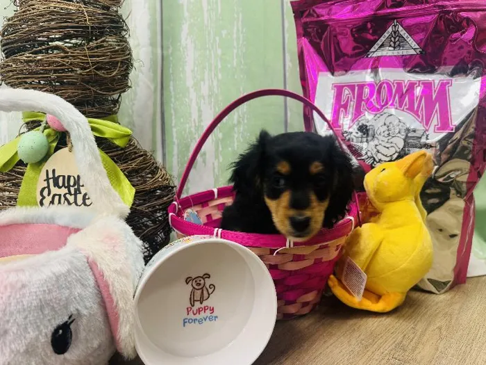 Male Mini Dachshund Puppy for Sale in Winchester, VA