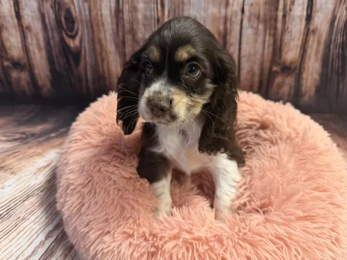 Male Cocker Spaniel puppy named Rosco for sale at Puppy City Winchester.