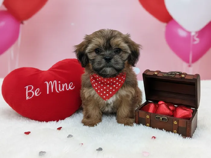 Male Shorkie Puppy for Sale in Winchester, VA