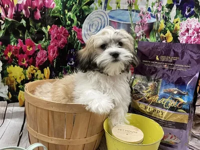 Male Shipoo Puppy for Sale in Harrisonburg, VA