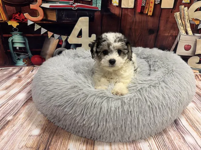 Female Yochon puppy named Helen for sale at Puppy City Winchester.