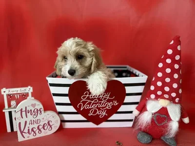 Male Cavachon Puppy for Sale in Winchester, VA