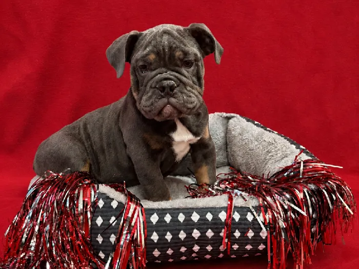 Female English Bulldog puppy named Cookie for sale at Puppy City Winchester.