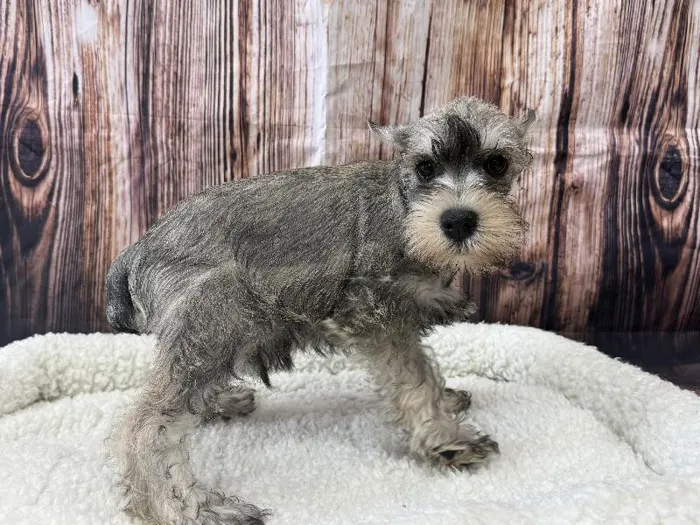 Male Mini Schnauzer puppy named Berlin for sale at Puppy City Winchester.