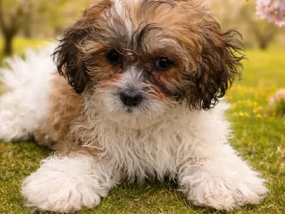 Female Teddy Bear Puppy for Sale in Winchester, VA