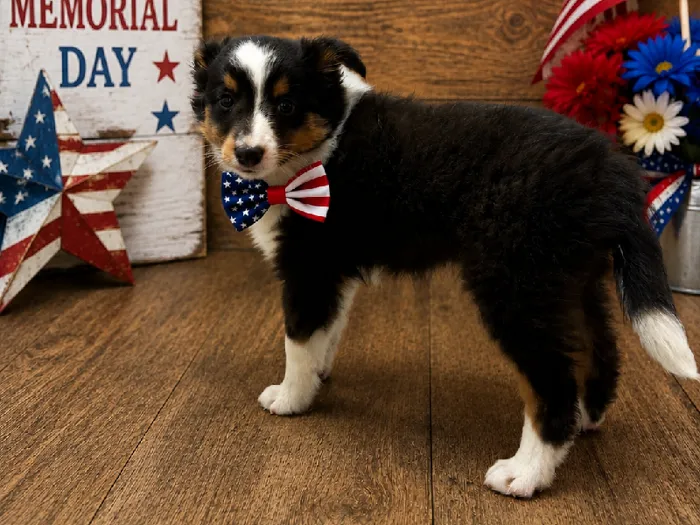 Male Sheltie Puppy for Sale in Winchester, VA