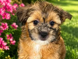 Male Shipoo puppy named Scooter for sale at Puppy City Harrisonburg.