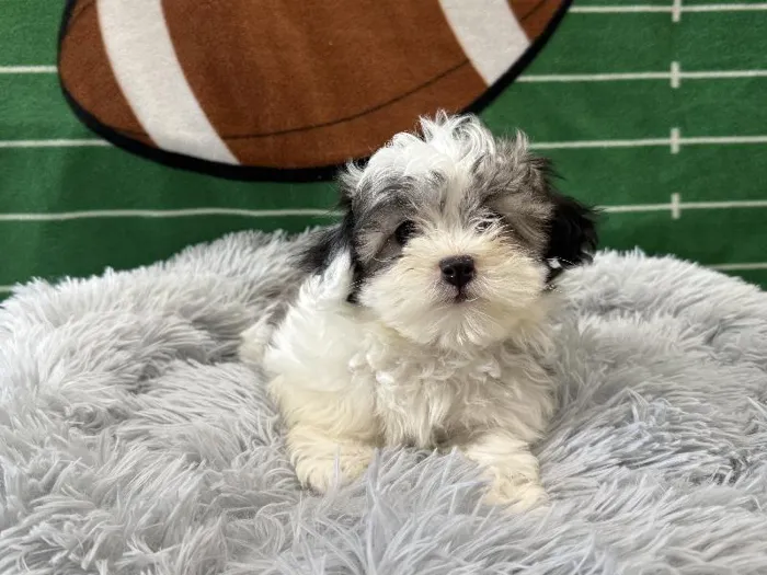 Female Bichon-Poo puppy named Clara for sale at Puppy City Winchester.