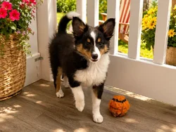 Male Sheltie puppy named Pooh for sale at Puppy City Winchester.