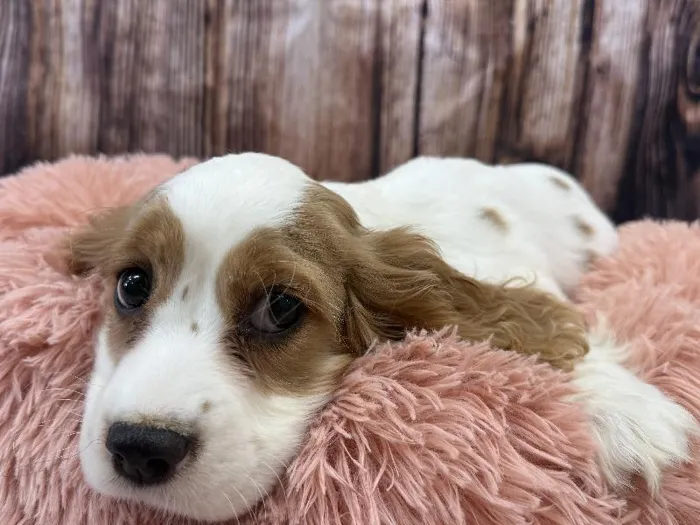 Male Cockalier (Cocker/Cavalier) puppy named Zeus for sale at Puppy City Winchester.