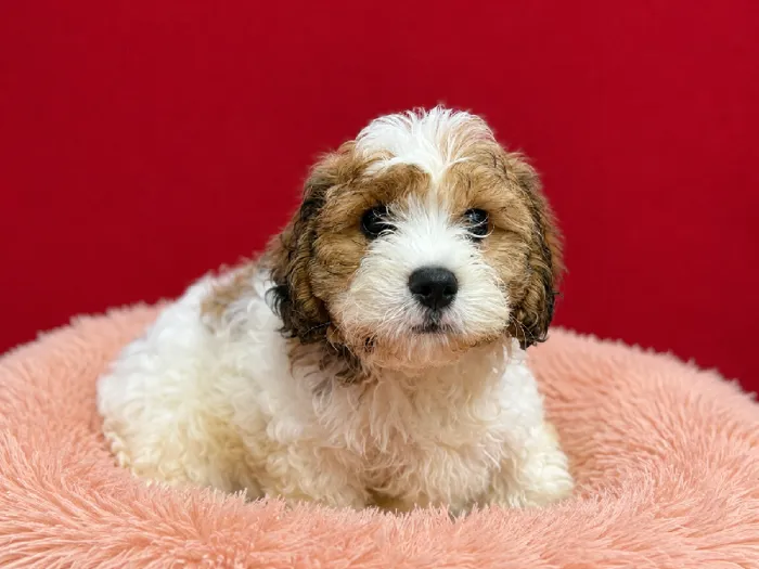 Male Cavachon puppy named Milkshake for sale at Puppy City Winchester.